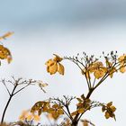 Hortensie bei 400mm