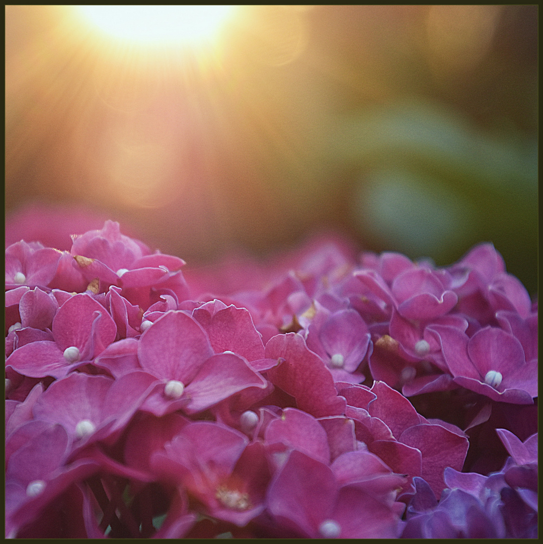 ... Hortensie bei letztem warmen Sonnenlicht ...