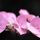 Hortensie "Black Steel"