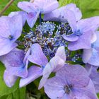 HORTENSIE BLAU