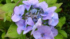 HORTENSIE BLAU