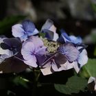 Hortensie blau