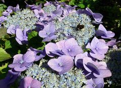 Hortensie blau