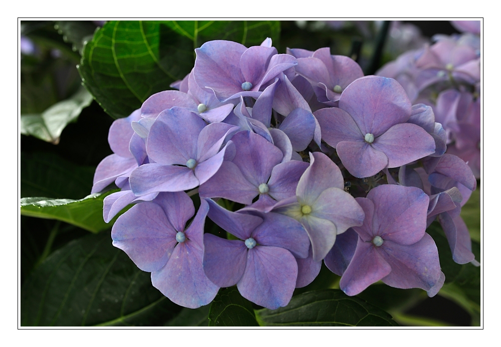 Hortensie, blau