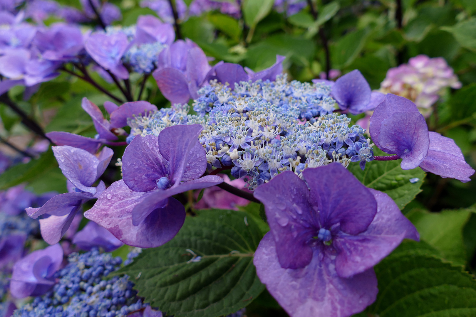 Hortensie blau-violett