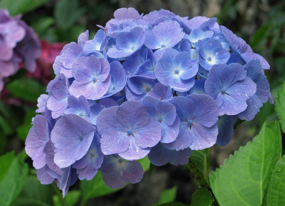 Hortensie ~ bleu ~