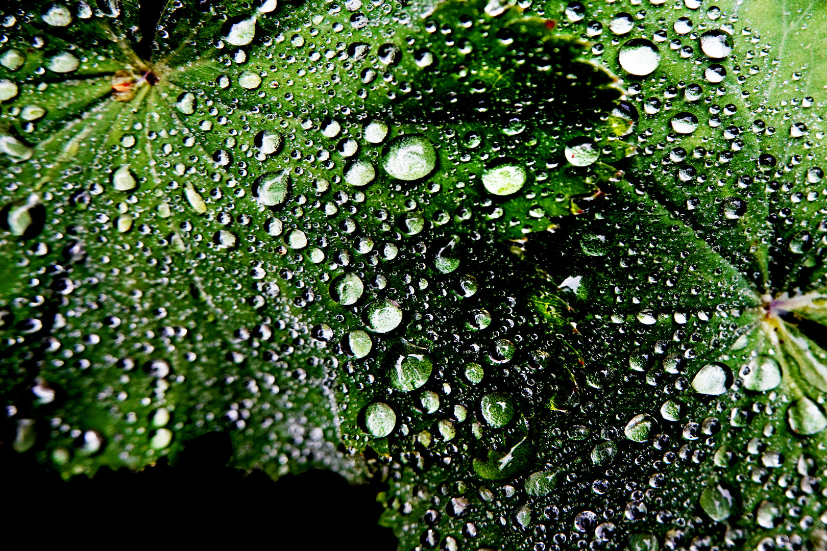 Hortensie...