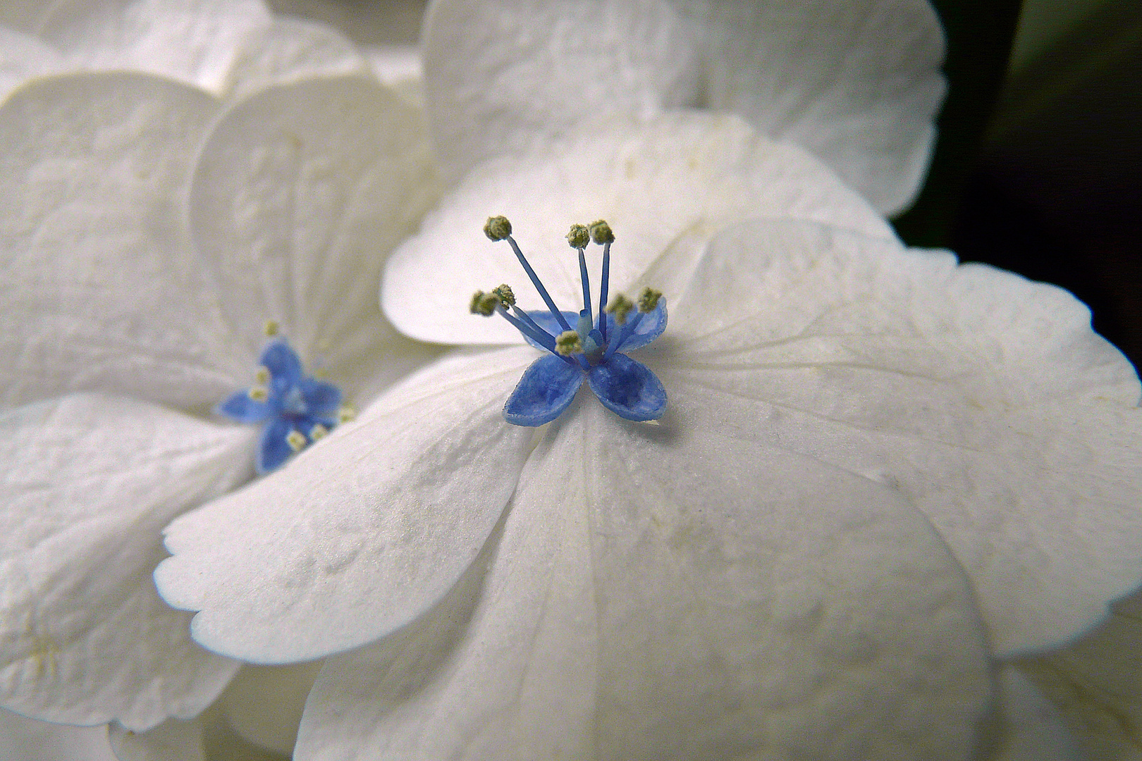 Hortensie