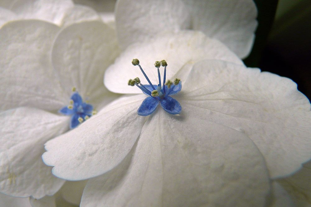 Hortensie von Ingrid Kass 