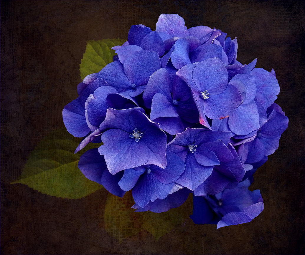 Hortensie 