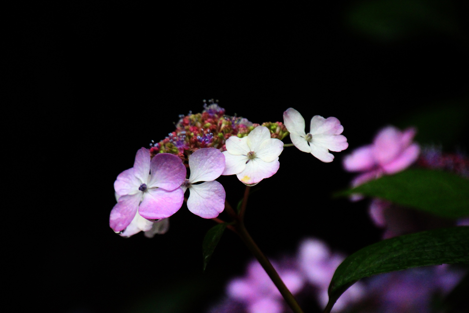 Hortensie