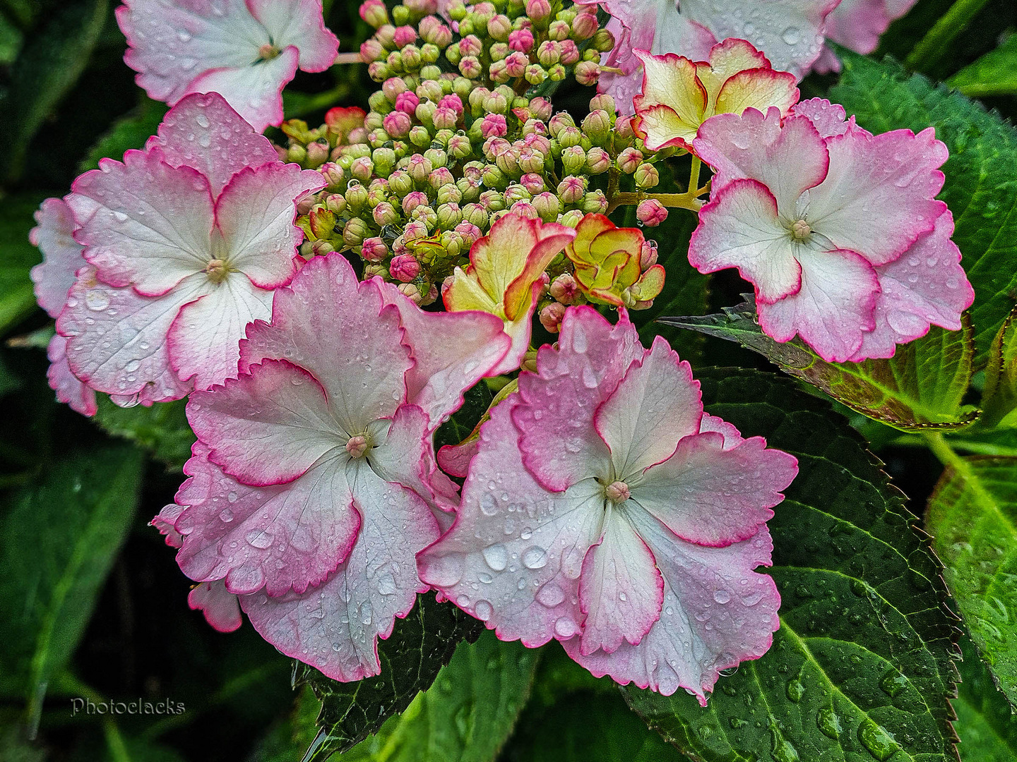 Hortensie