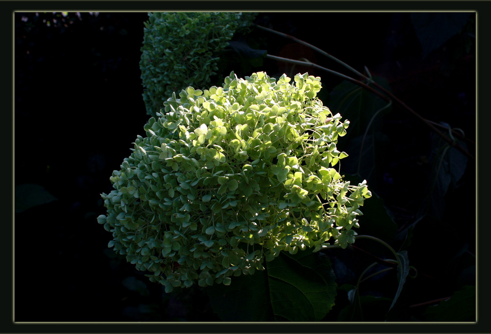 Hortensie