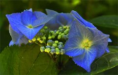 Hortensie