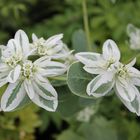 Hortensie