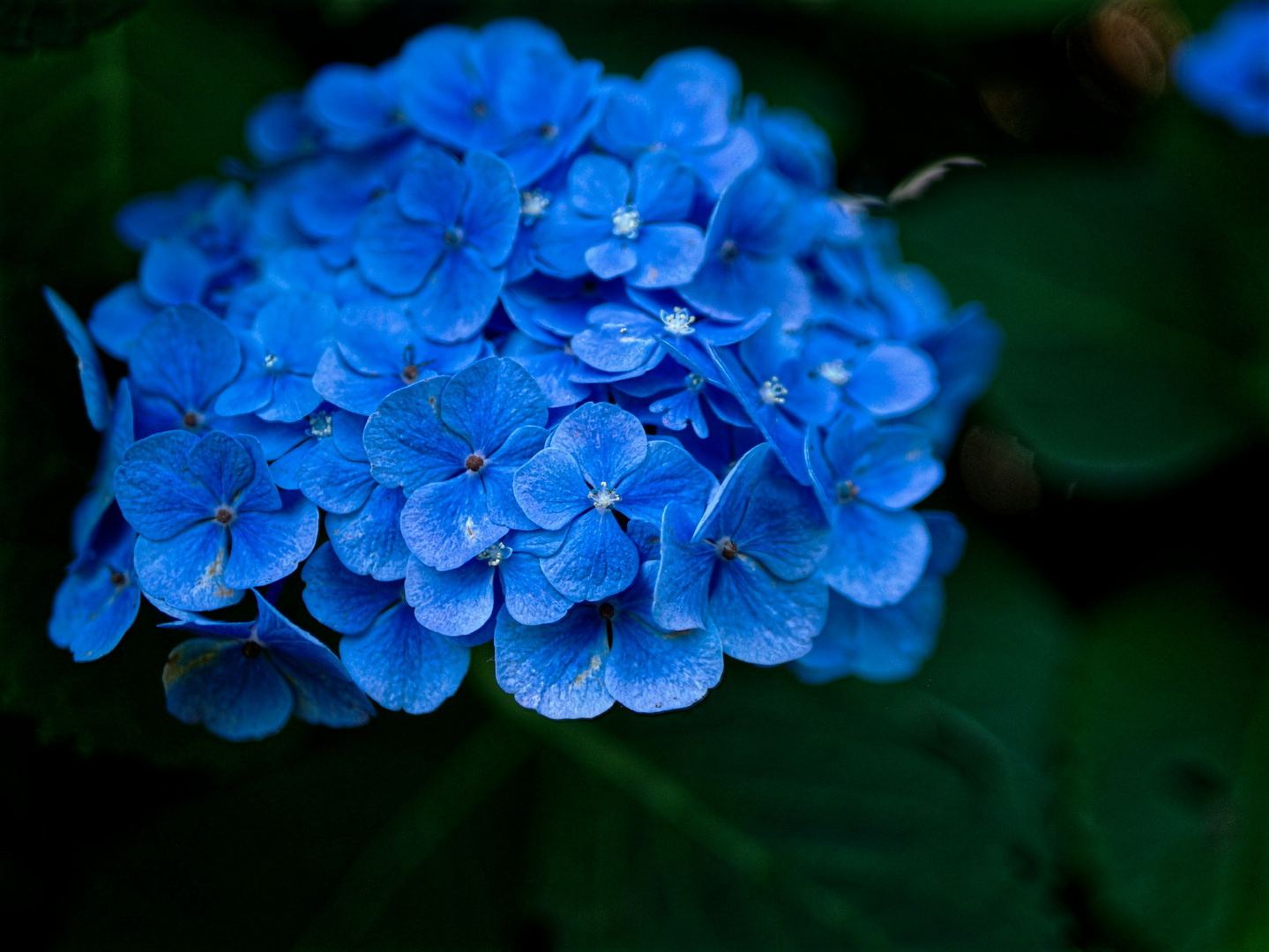 Hortensie