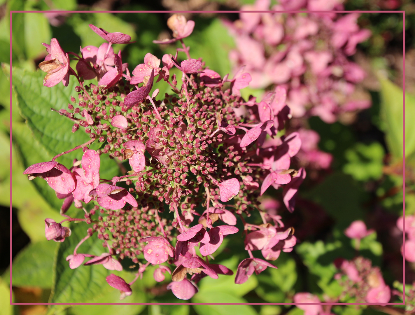 ~ Hortensie ~