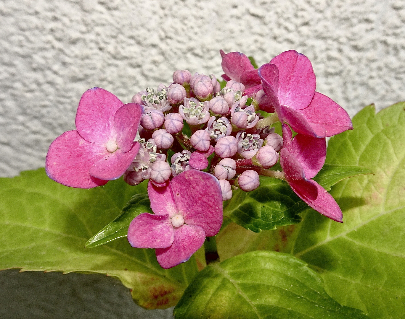 Hortensie