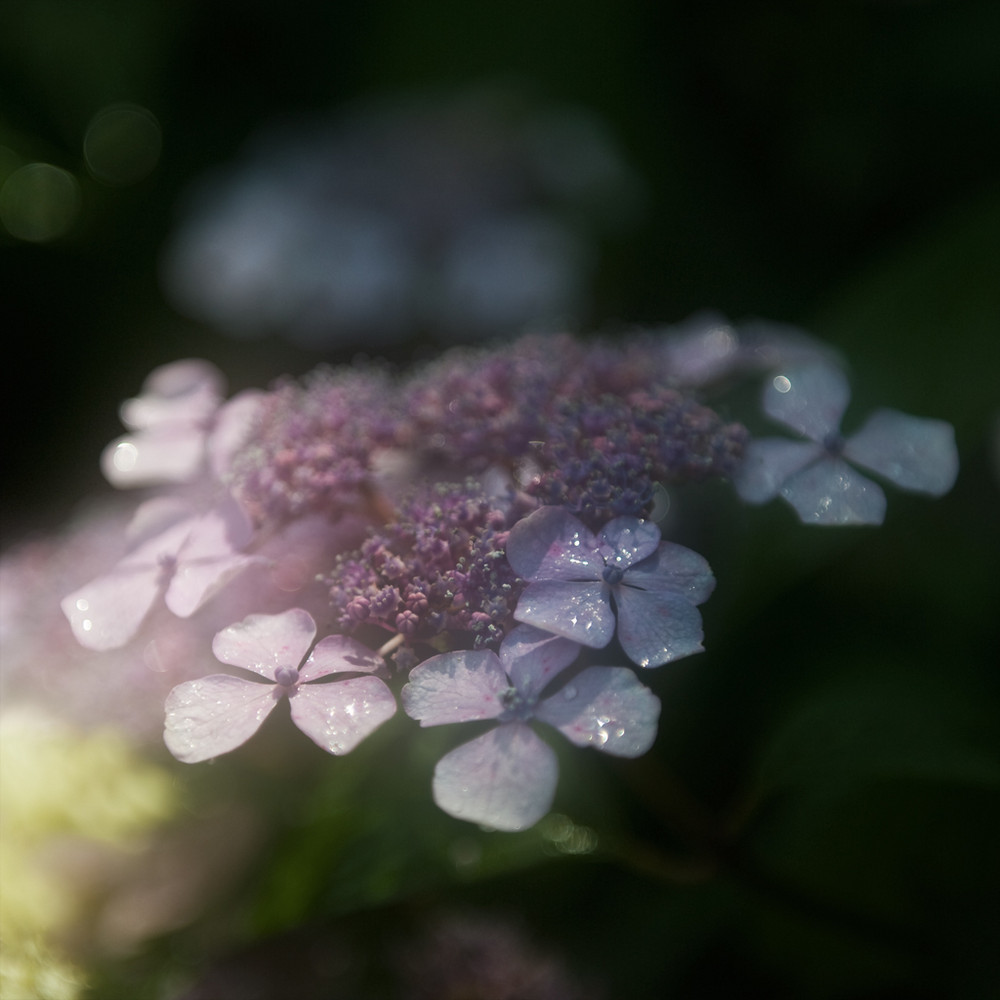 Hortensie