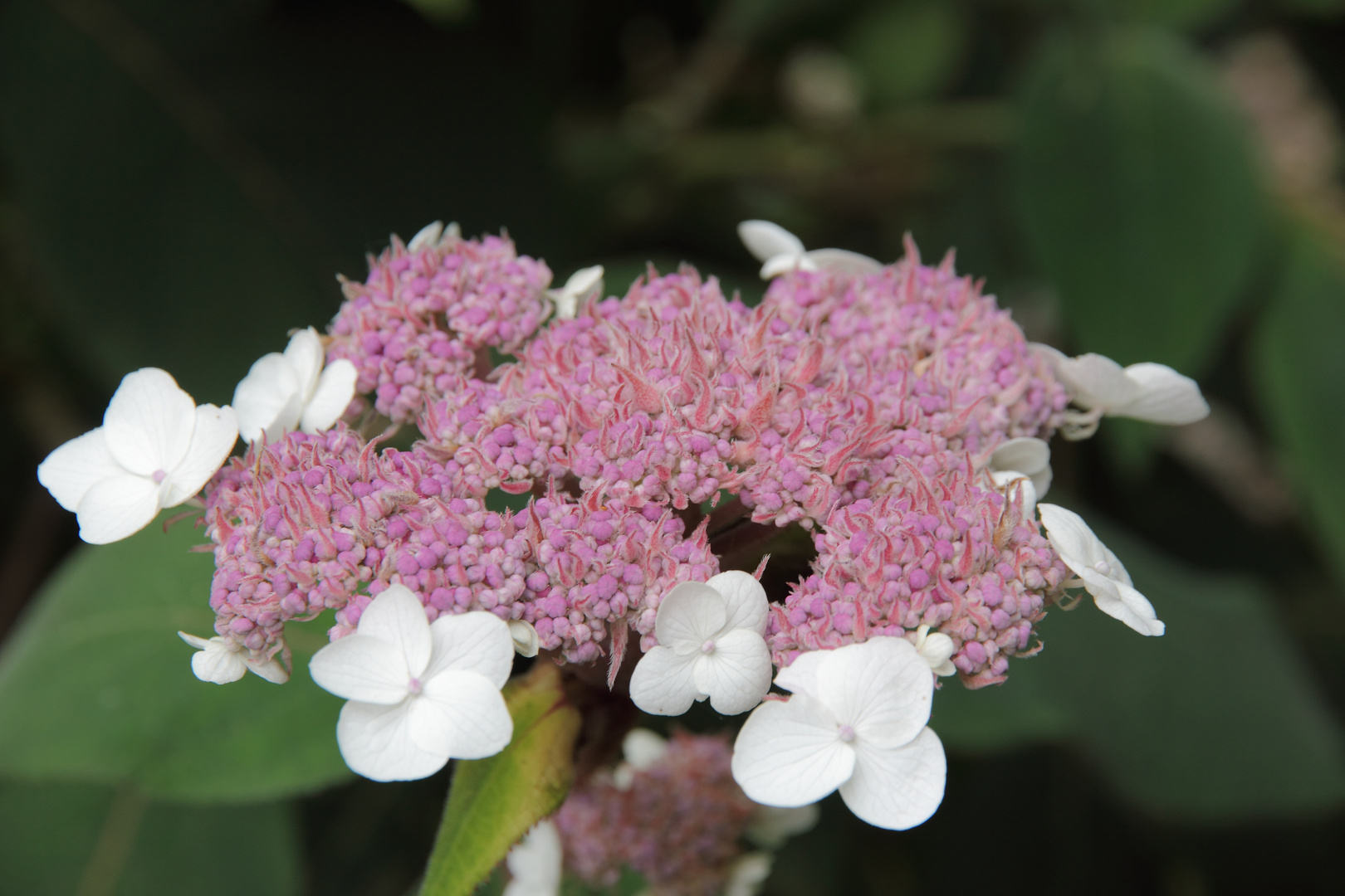 Hortensie..