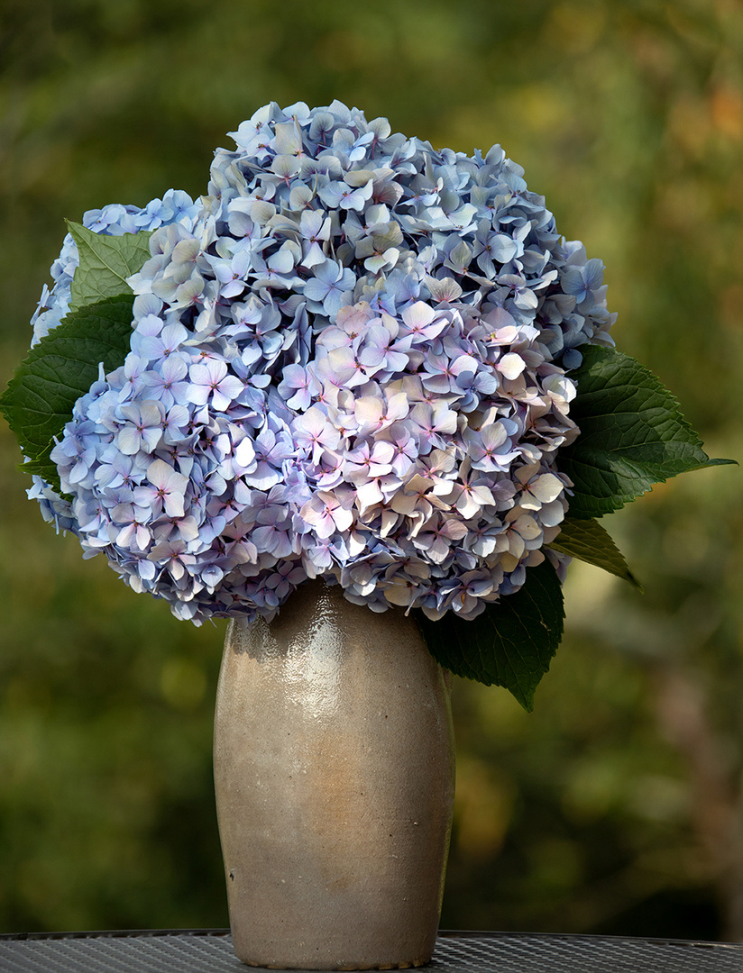 Hortensie