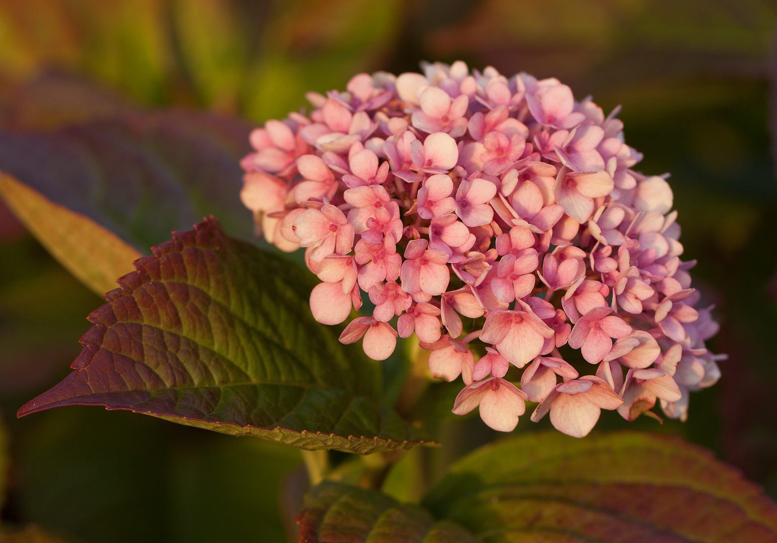 Hortensie