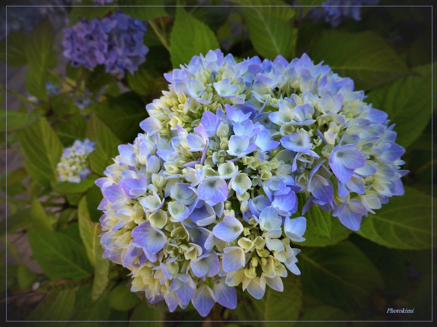 Hortensie