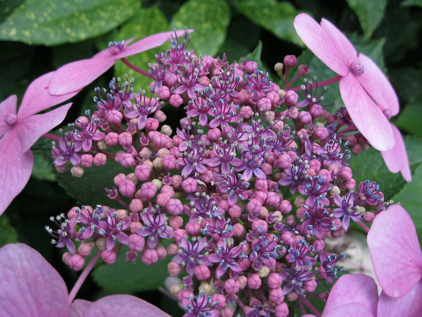 Hortensie