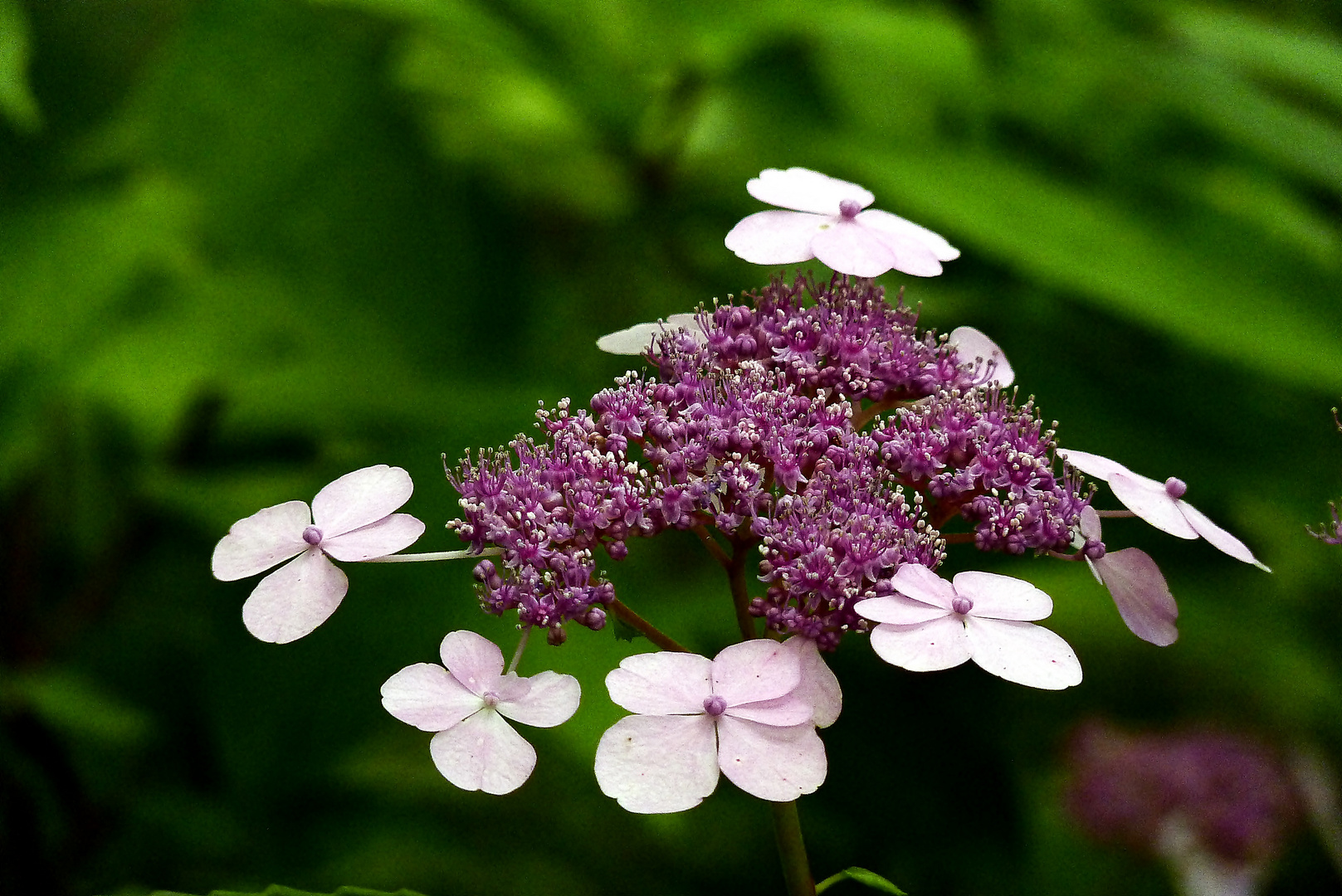 Hortensie