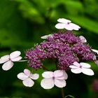 Hortensie