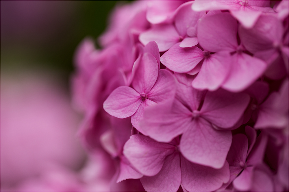 hortensie