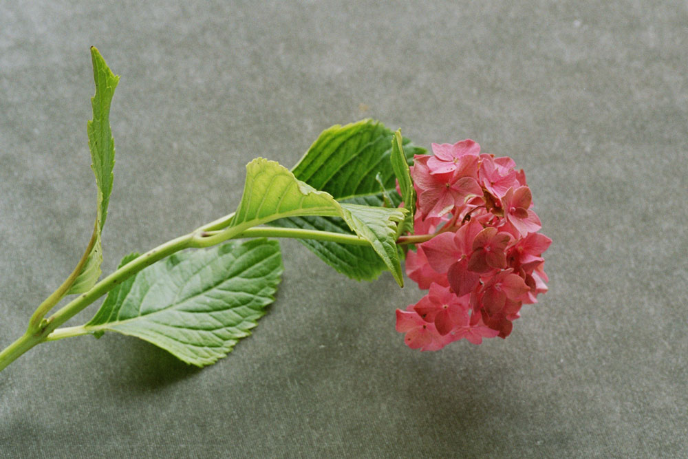 Hortensie