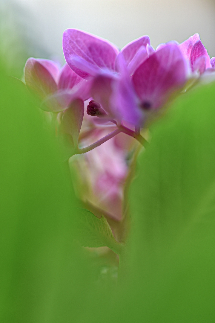 Hortensie