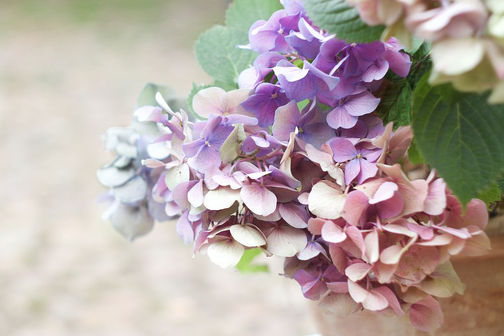 Hortensie