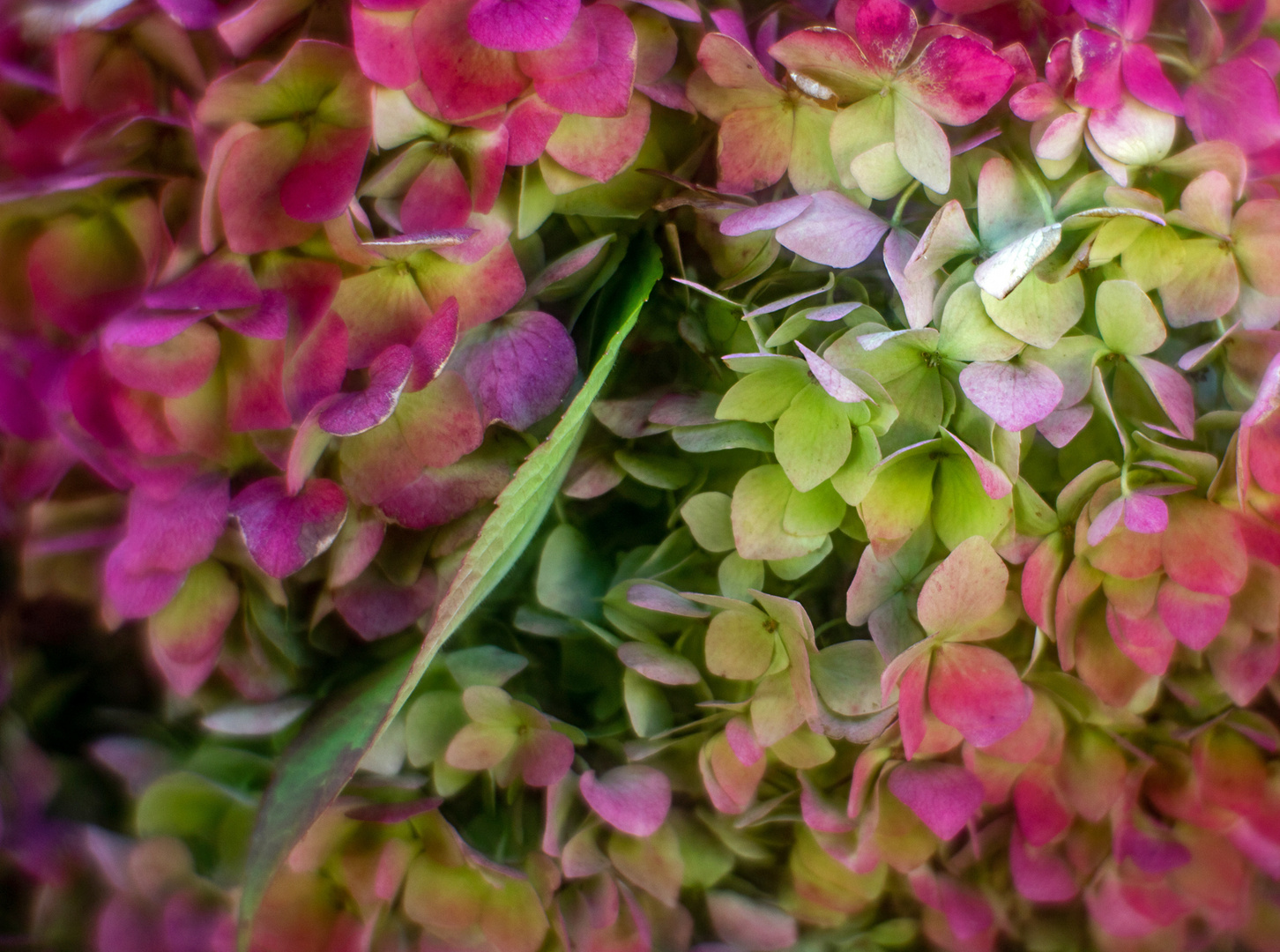 Hortensie