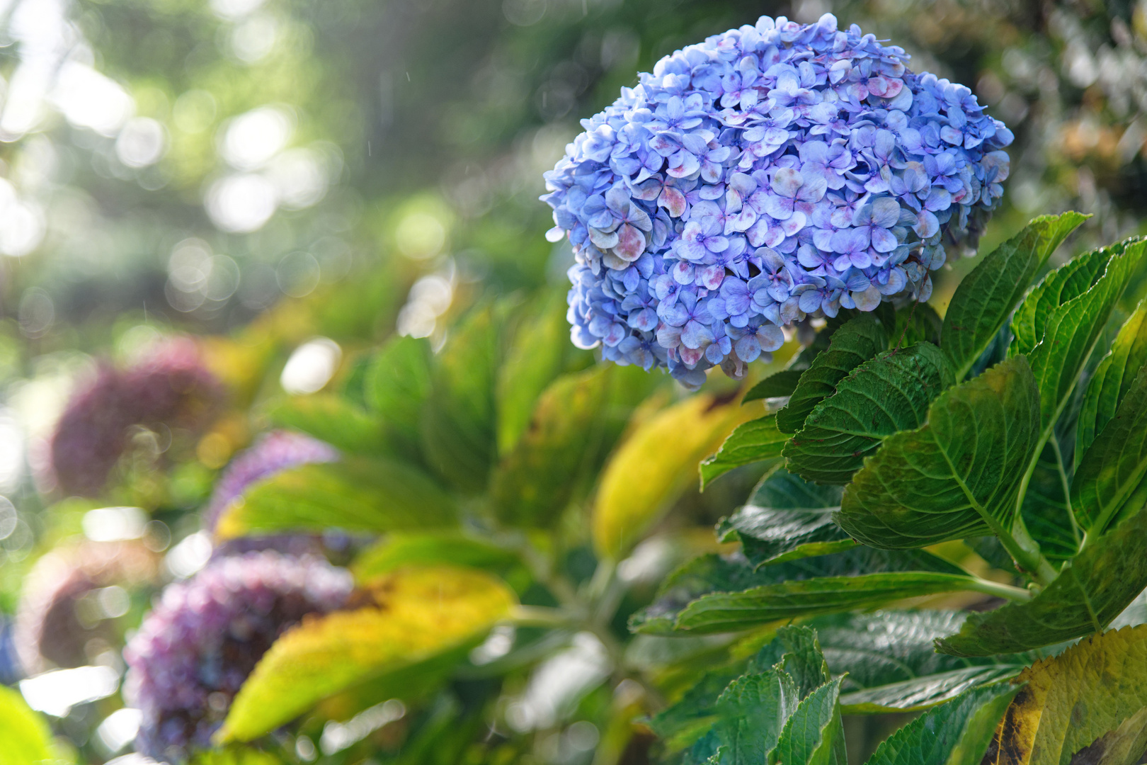 Hortensie