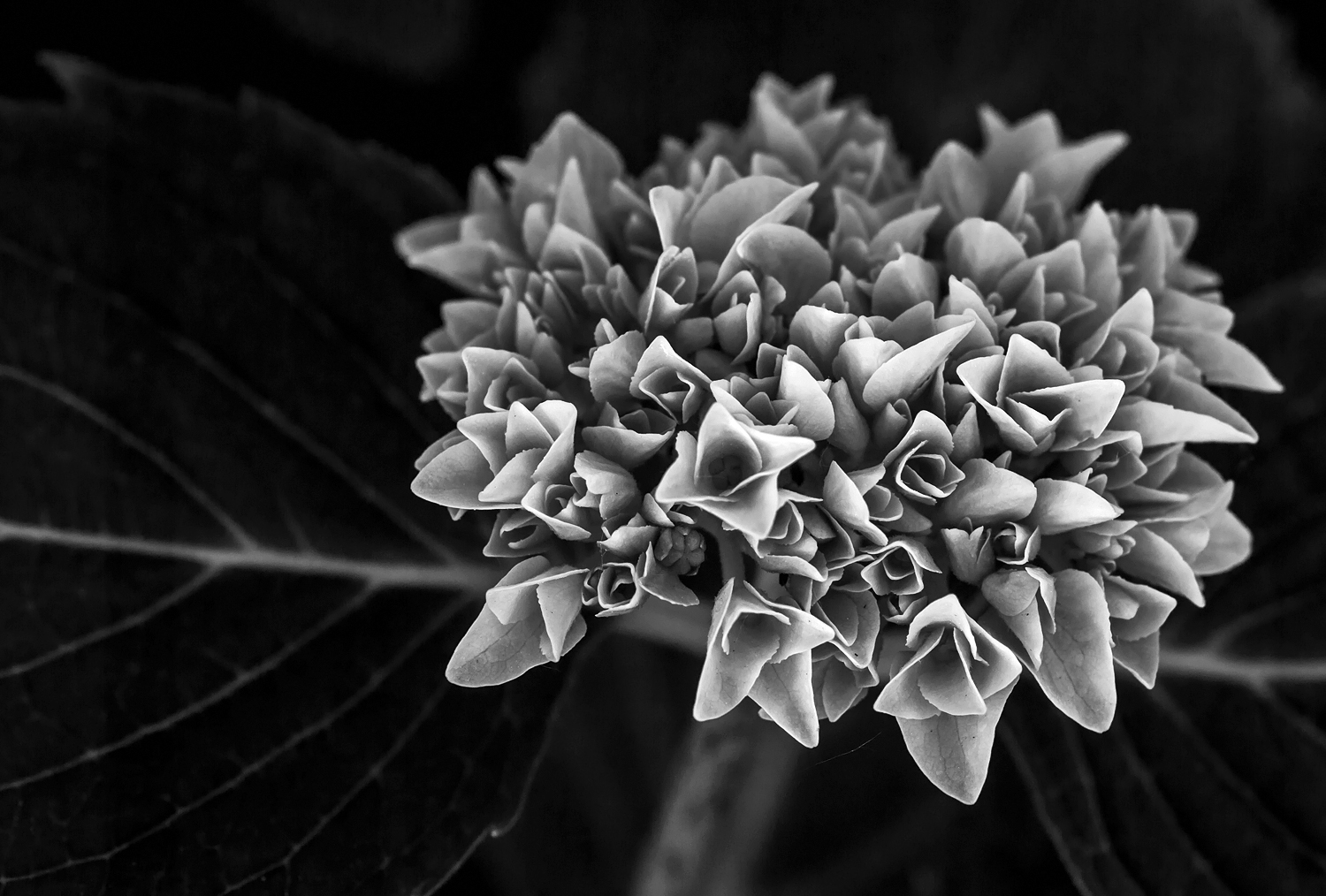 Hortensie