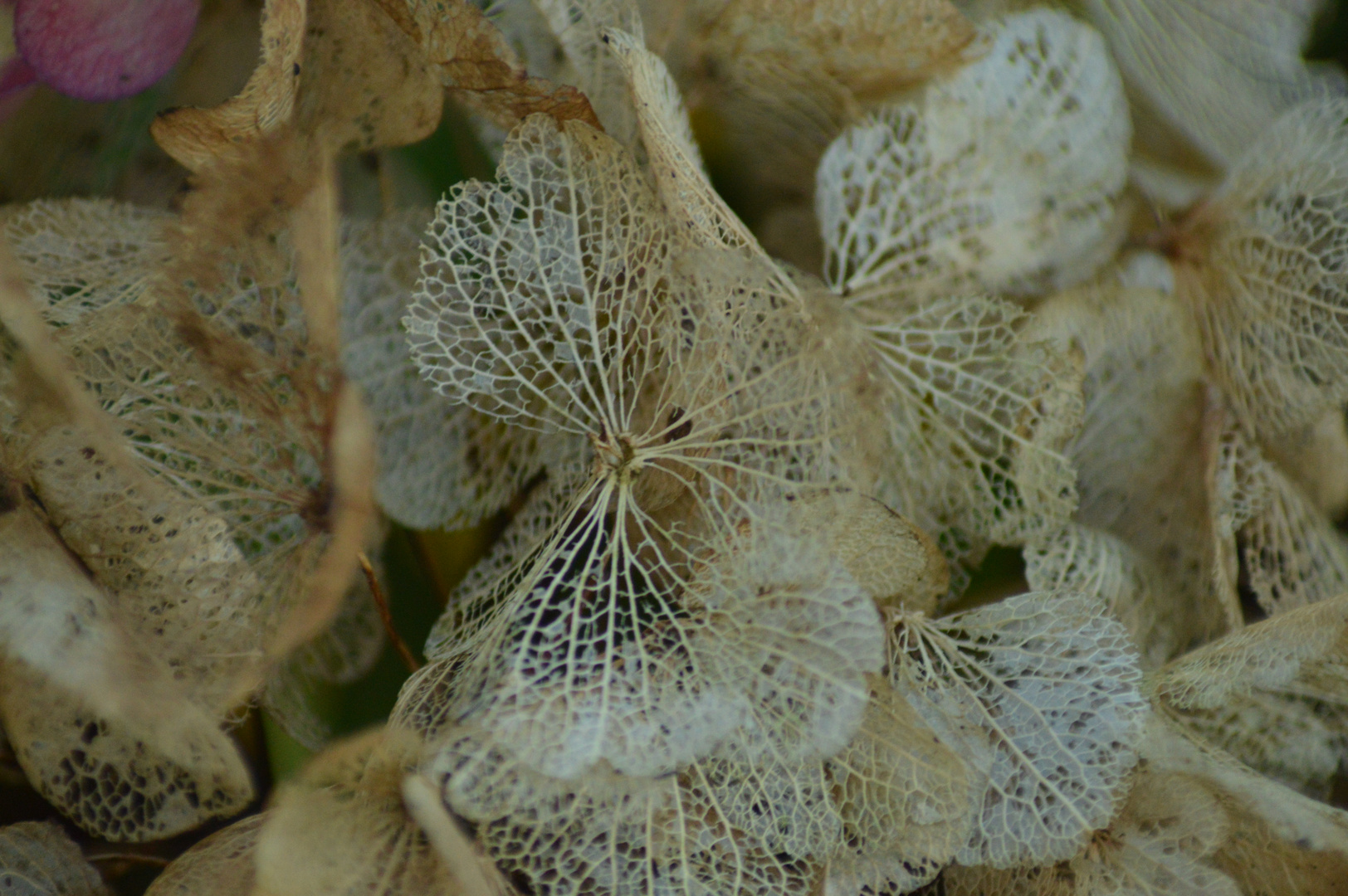 Hortensie