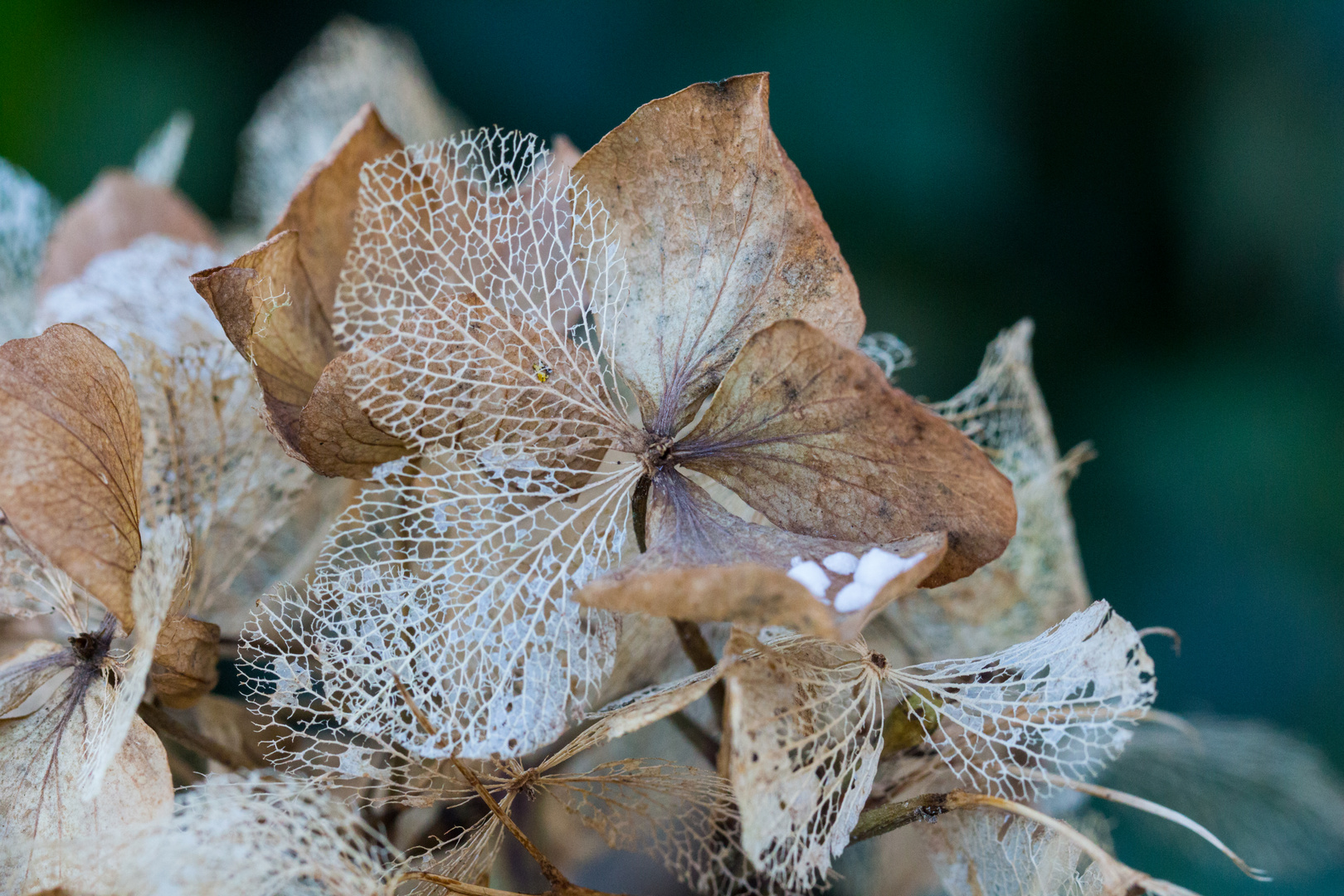 Hortensie