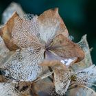 Hortensie