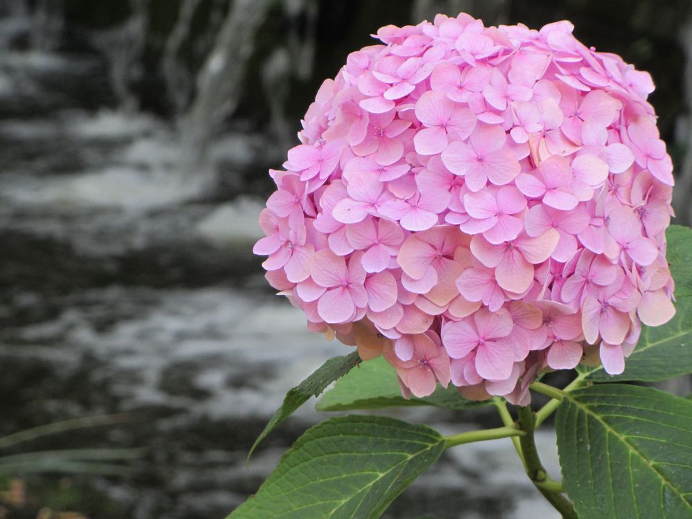 Hortensie