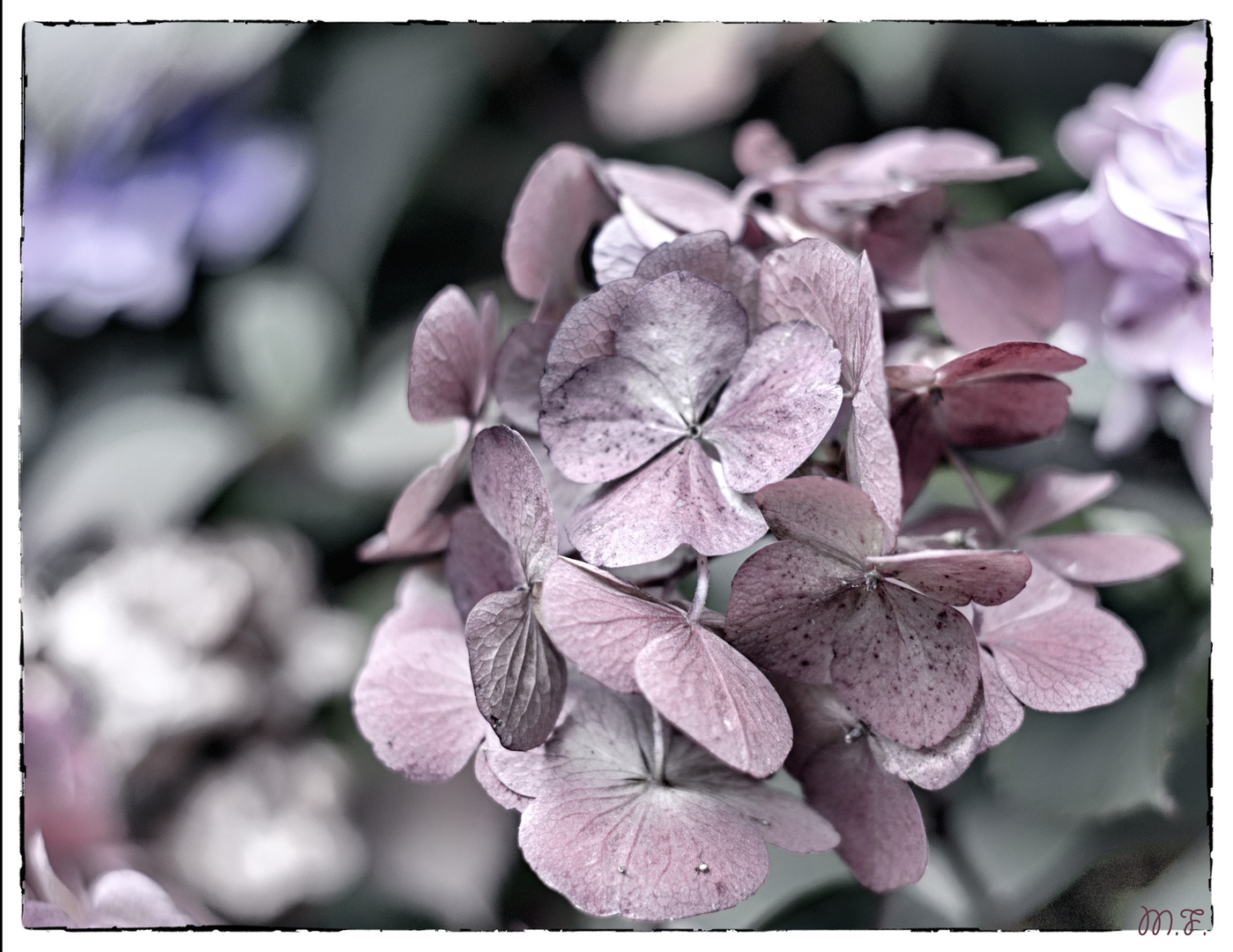 Hortensie