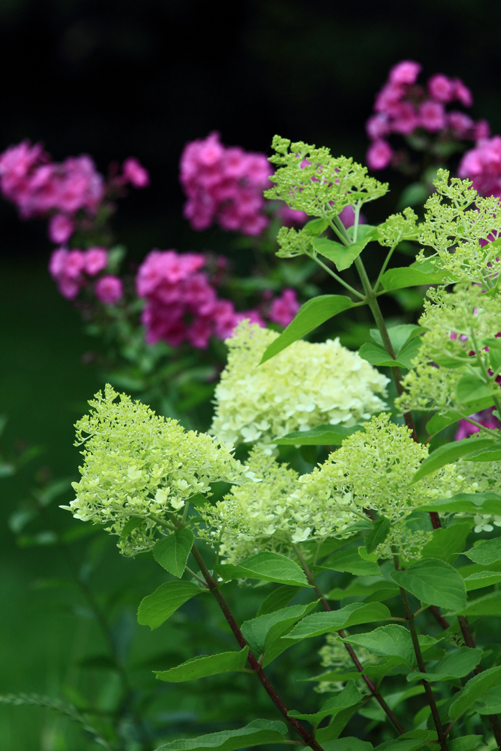 Hortensie