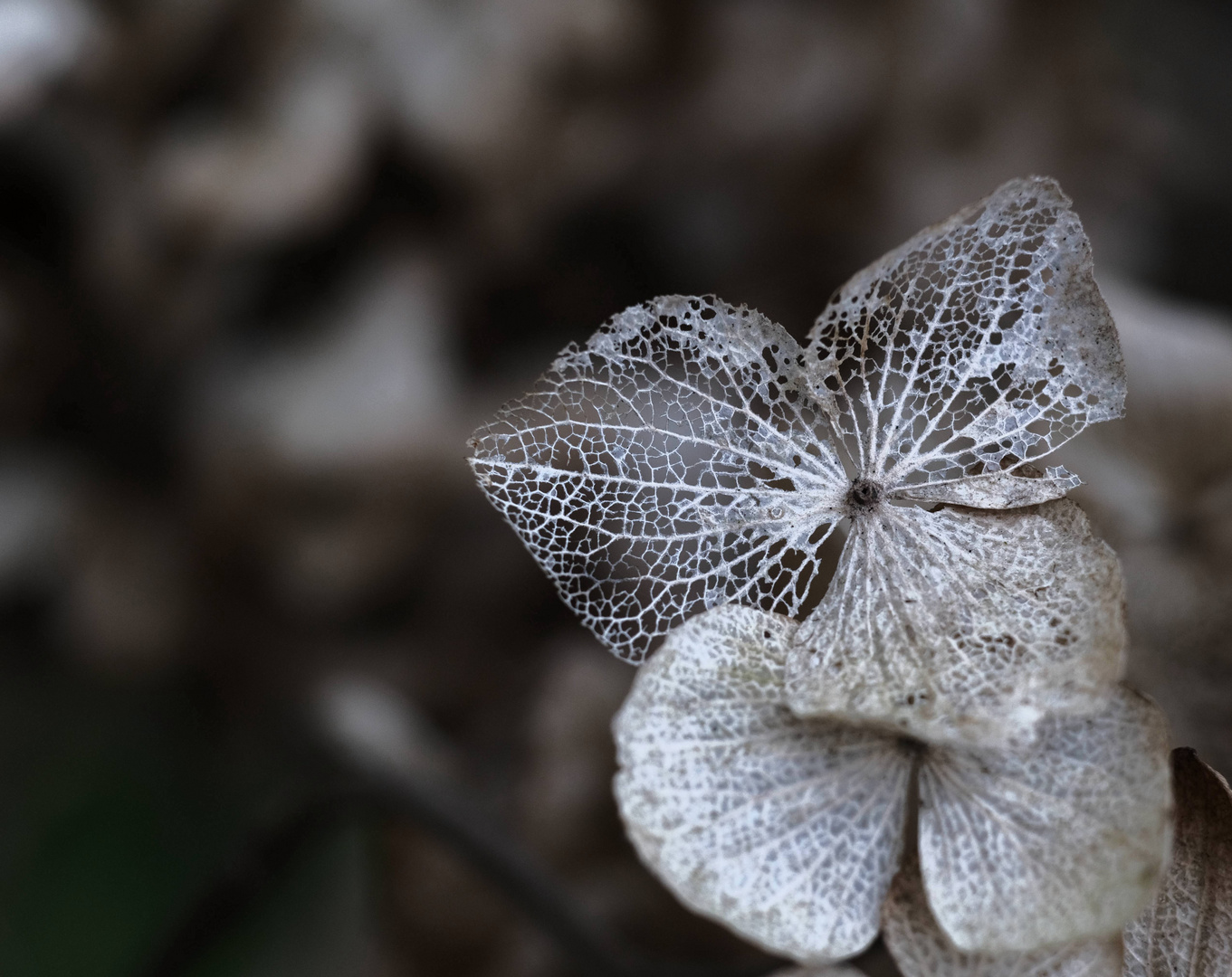 Hortensie des letzten Jahre / Hydrangea of last years