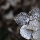 Hortensie des letzten Jahre / Hydrangea of last years