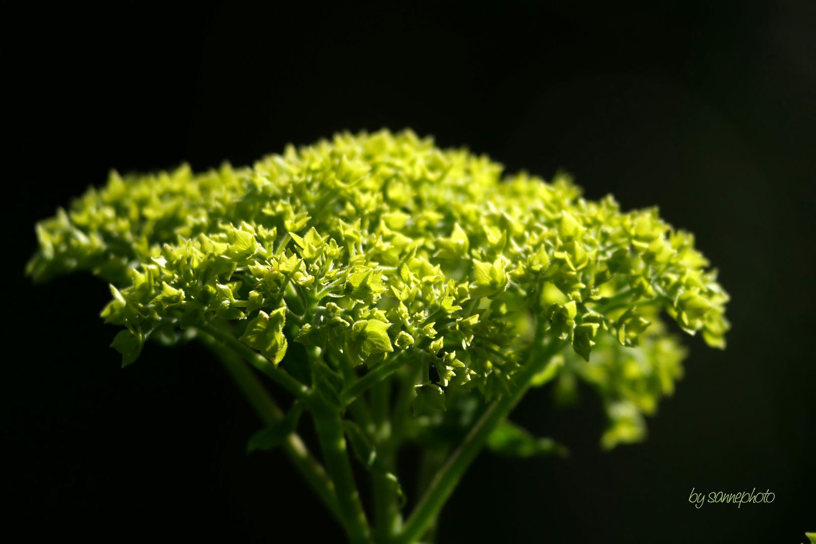 Hortensie