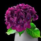 *** Hortensie *** 
