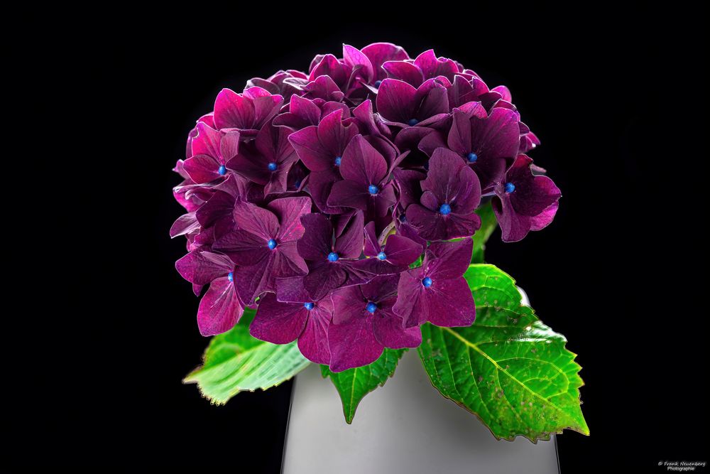*** Hortensie *** 