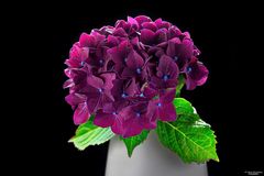 *** Hortensie *** 