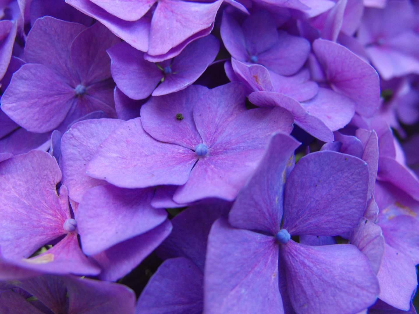 Hortensie